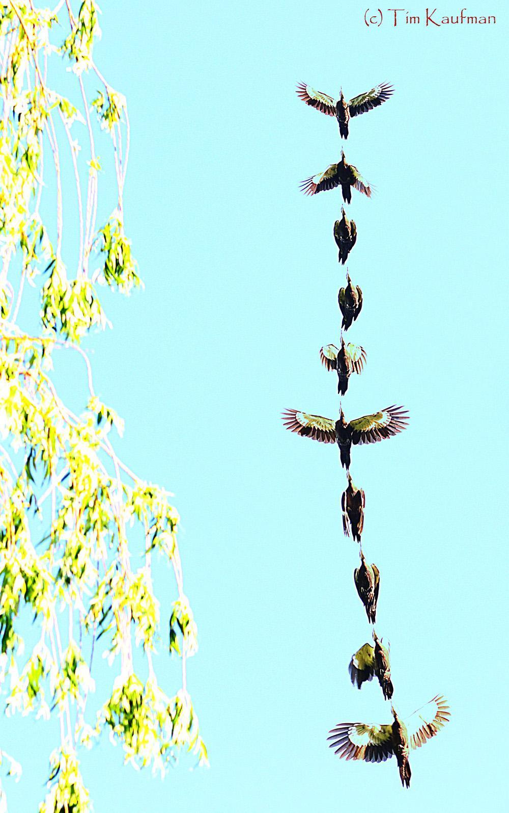 Pileated Woodpecker Photo by Tim Kaufman