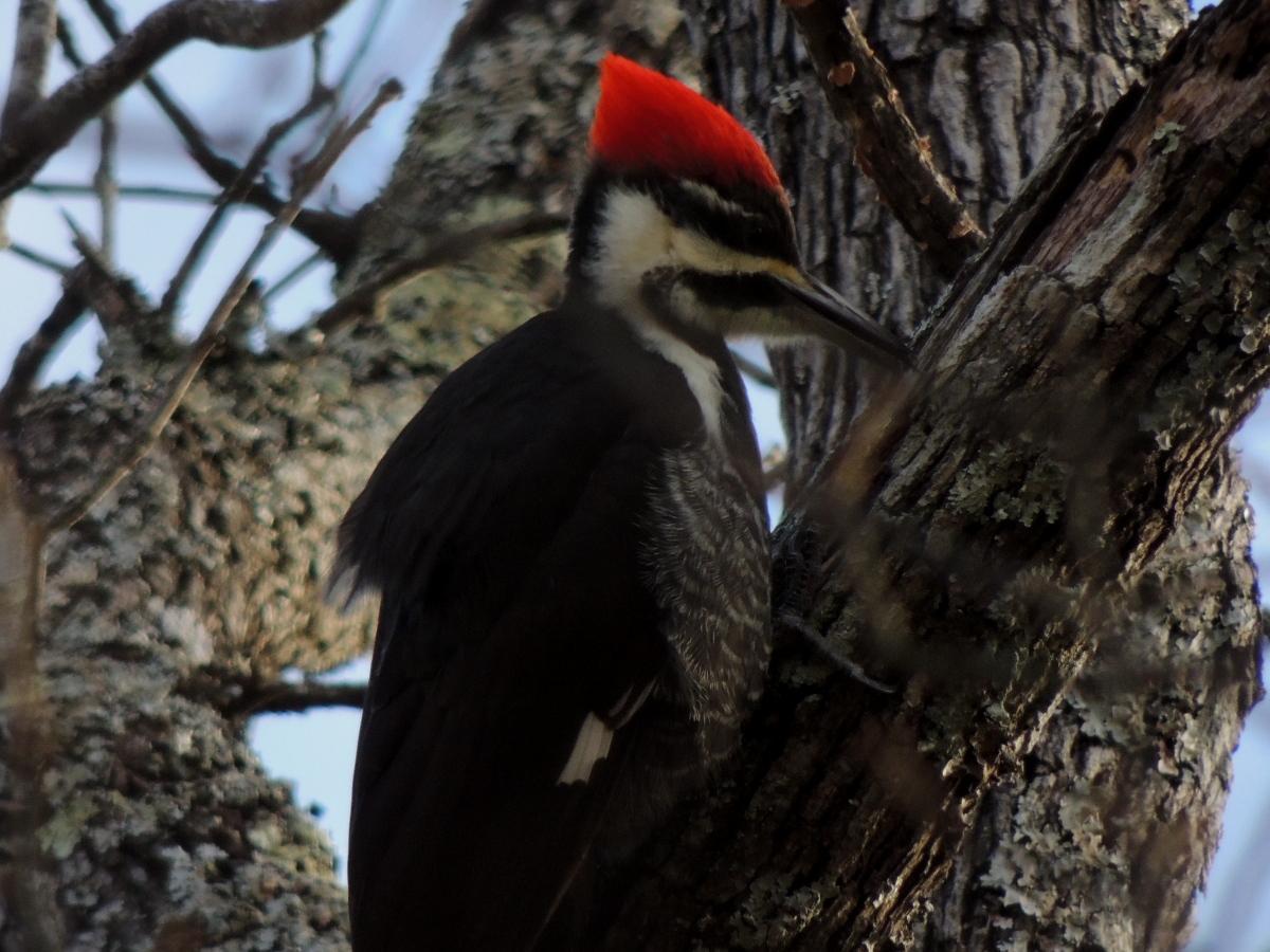 Pileated Woodpecker Photo by Tony Heindel