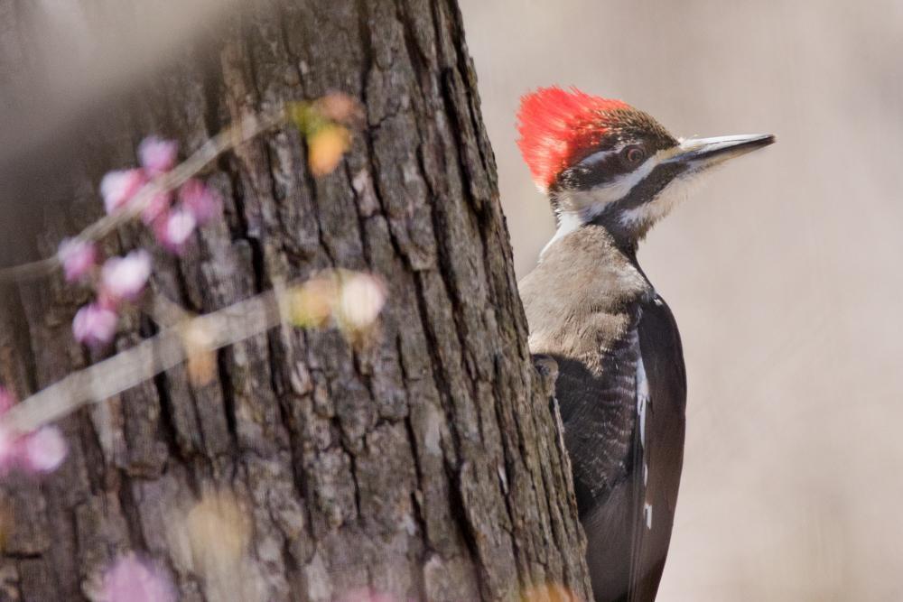 Pileated Woodpecker Photo by Amanda Fulda