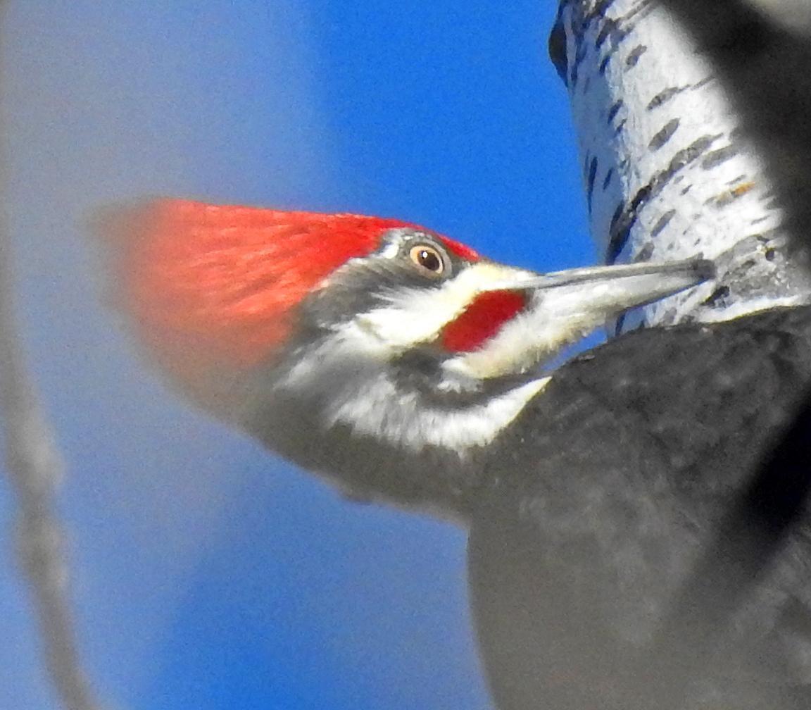 Pileated Woodpecker Photo by Tom Gannon