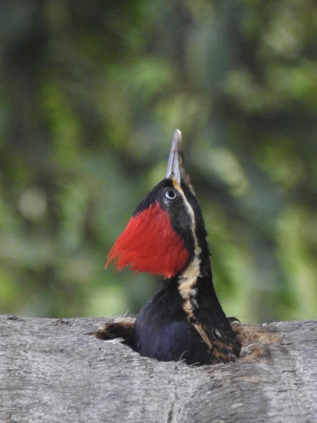 Pileated Woodpecker Photo by Fernanda Sofal