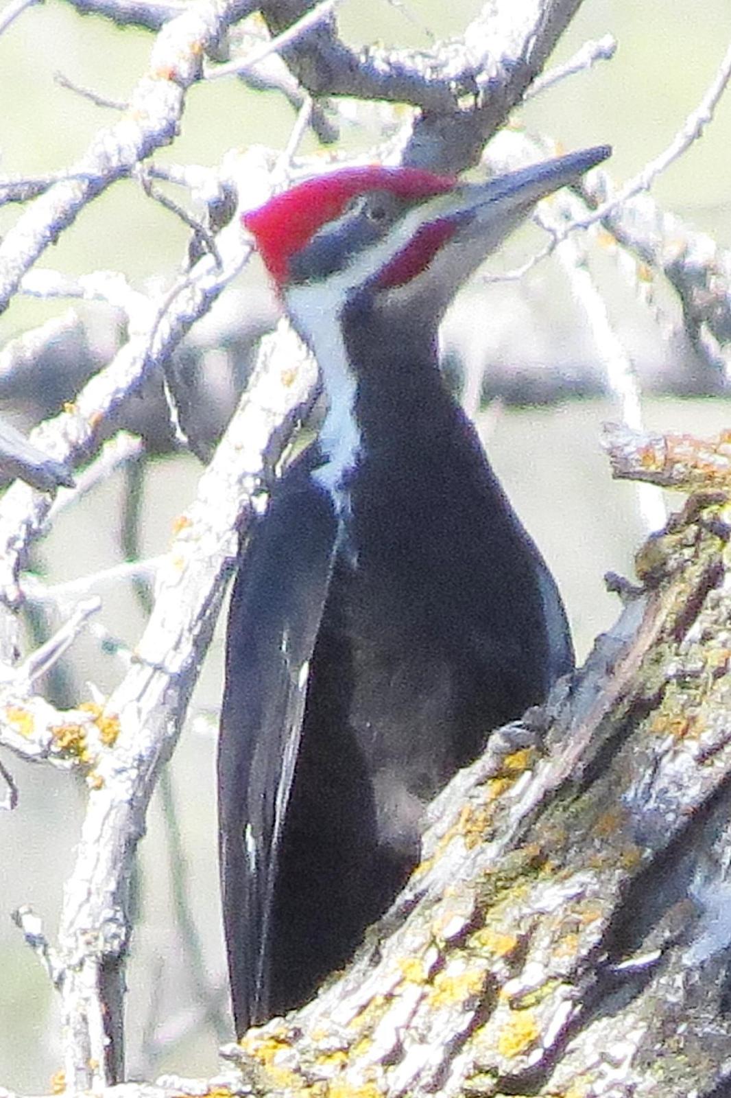 Pileated Woodpecker Photo by Enid Bachman