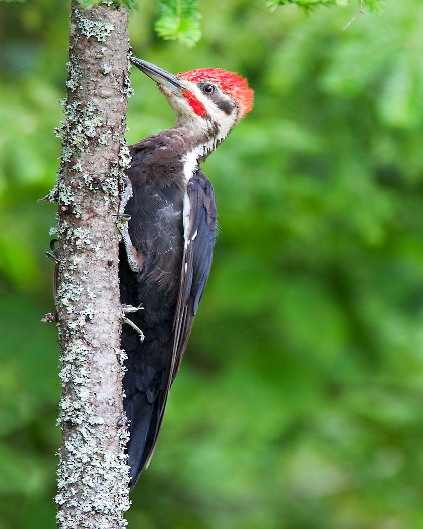 Pileated Woodpecker Photo by Josh Haas