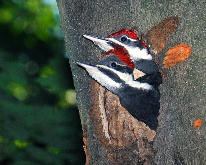 Pileated Woodpecker Photo by Jean-Pierre LaBrèche