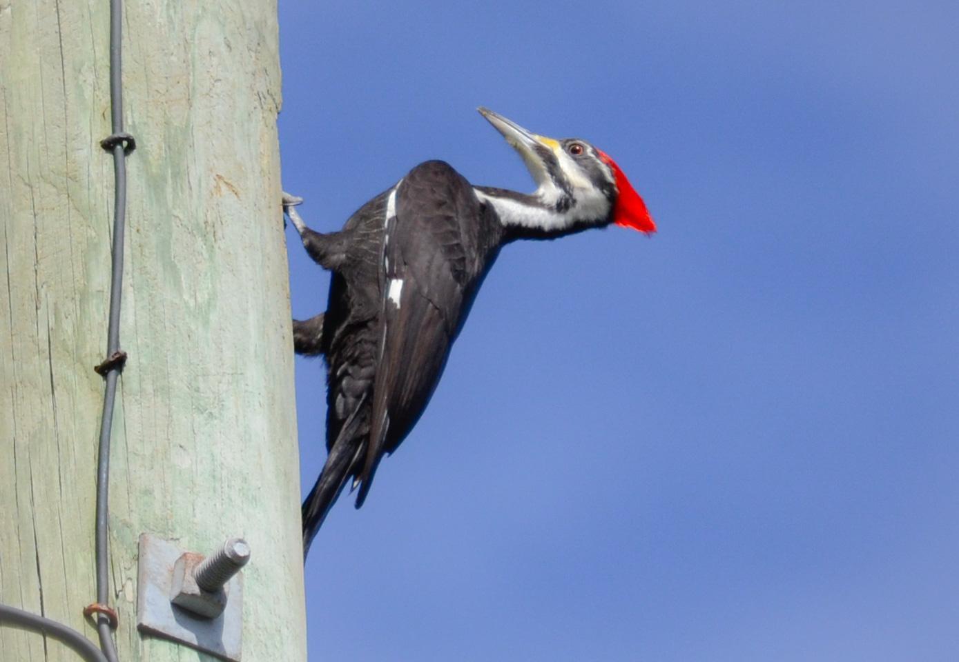 Pileated Woodpecker Photo by Mike Ballentine
