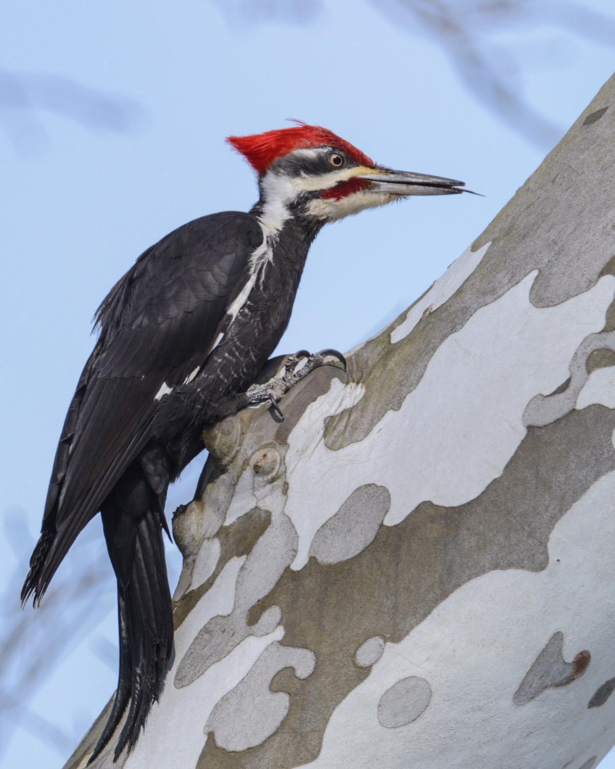 Pileated Woodpecker Photo by Thomas Compton