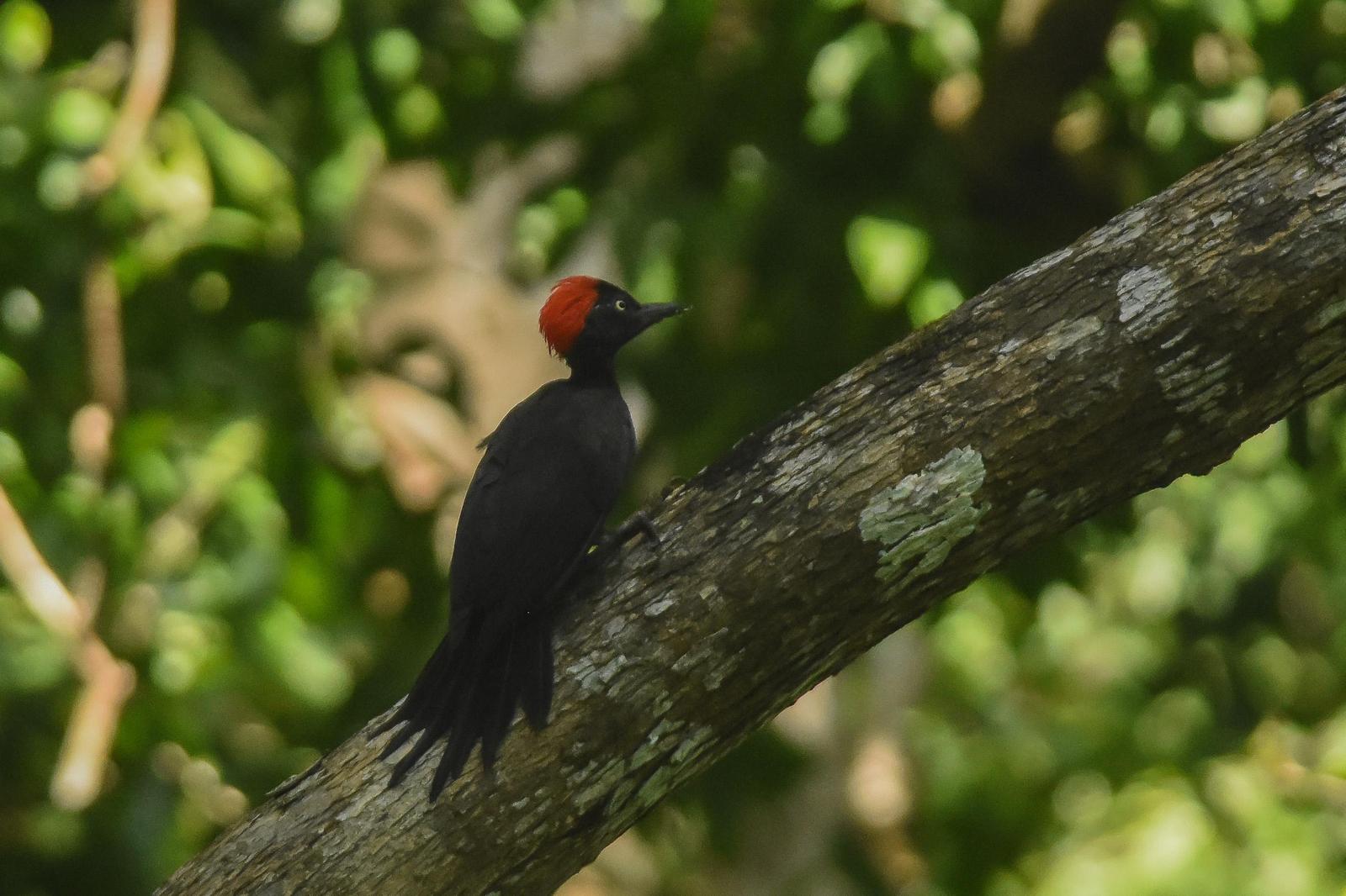 Andaman Woodpecker Photo by Daniele Mitchell