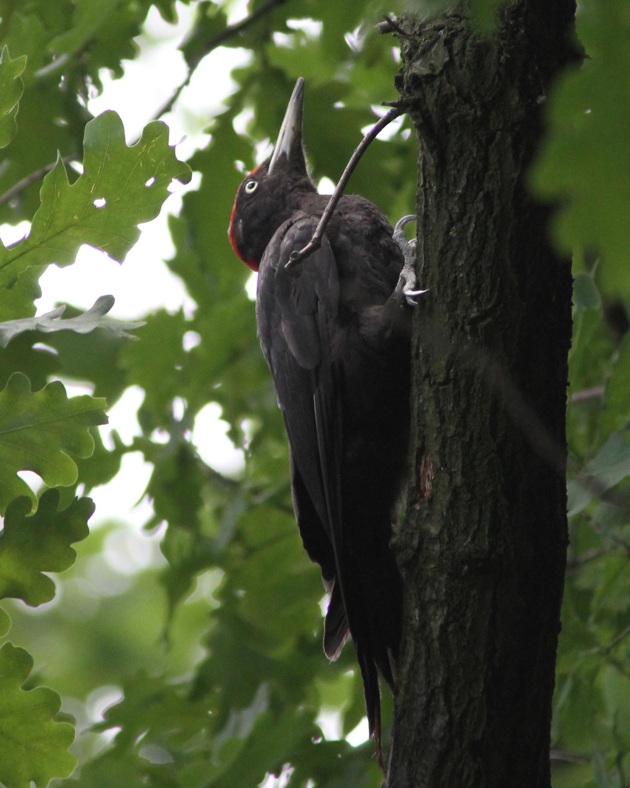 Black Woodpecker Photo by Kasia  Ganderska Someya 