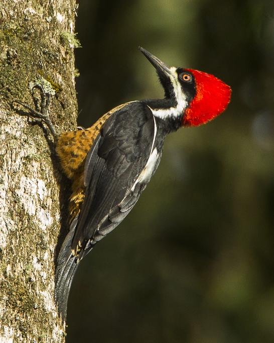 Powerful Woodpecker Photo by Francesco Veronesi