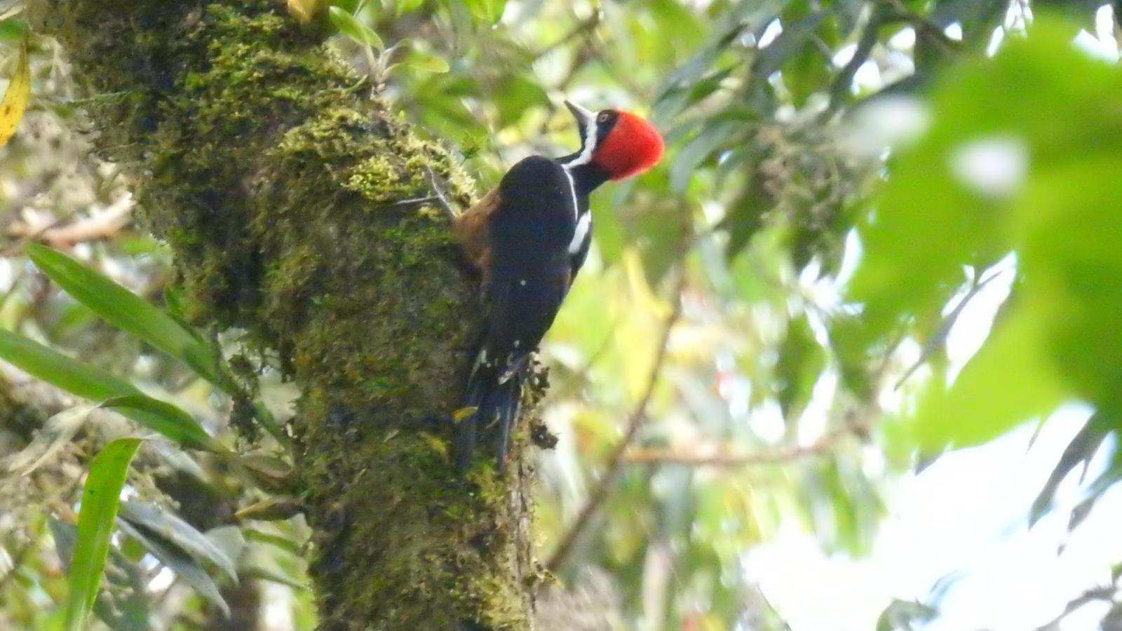 Powerful Woodpecker Photo by Julio Delgado