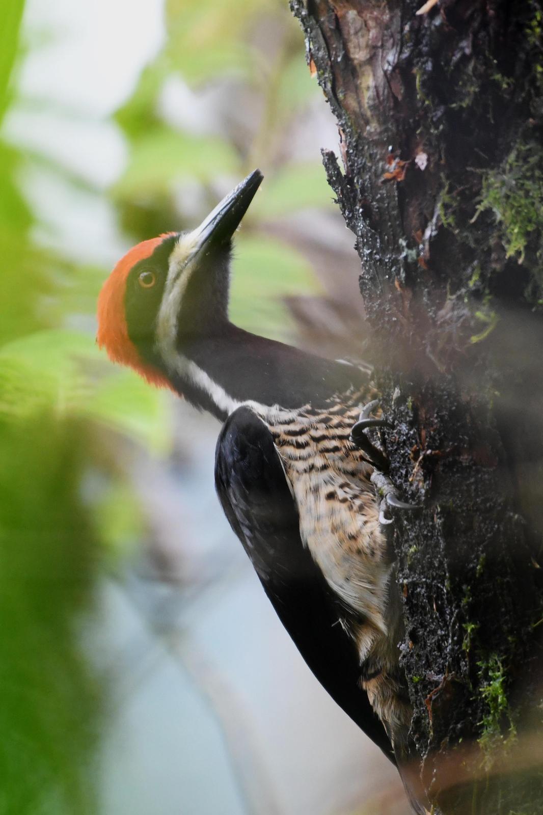Powerful Woodpecker Photo by Ann Doty