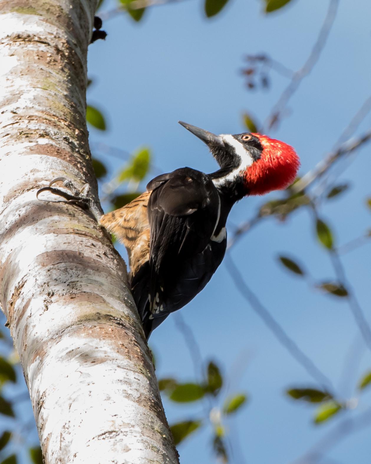 Powerful Woodpecker Photo by Harold Davis