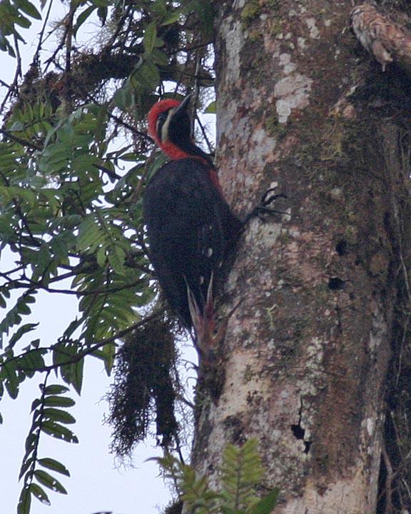 Crimson-bellied Woodpecker Photo by Peter Boesman
