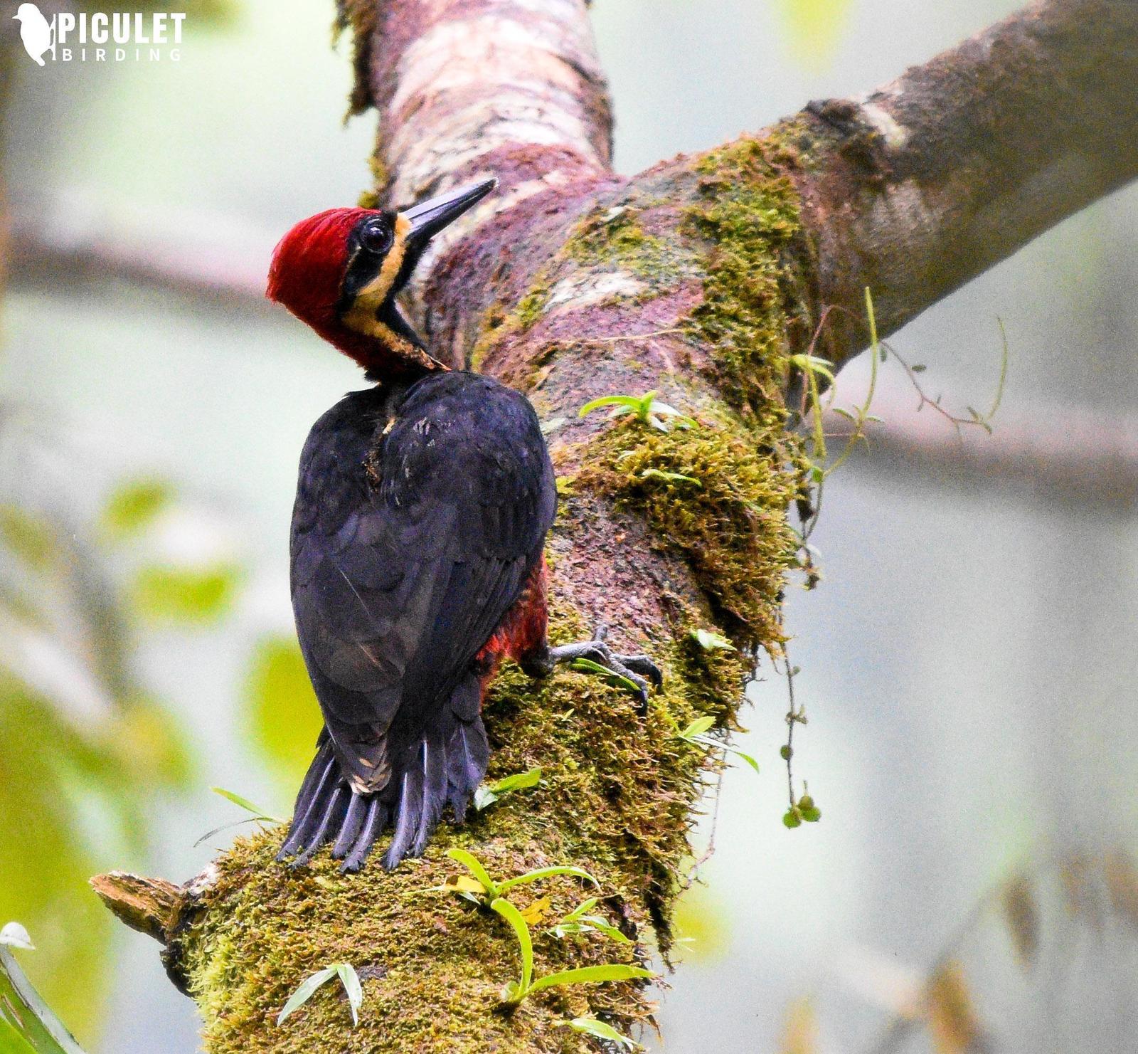 Crimson-bellied Woodpecker Photo by Julio Delgado