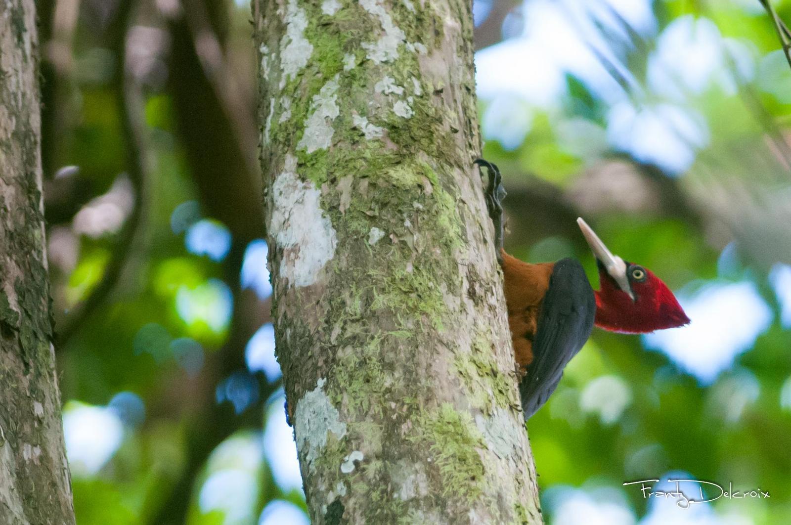 Red-necked Woodpecker Photo by Frantz Delcroix