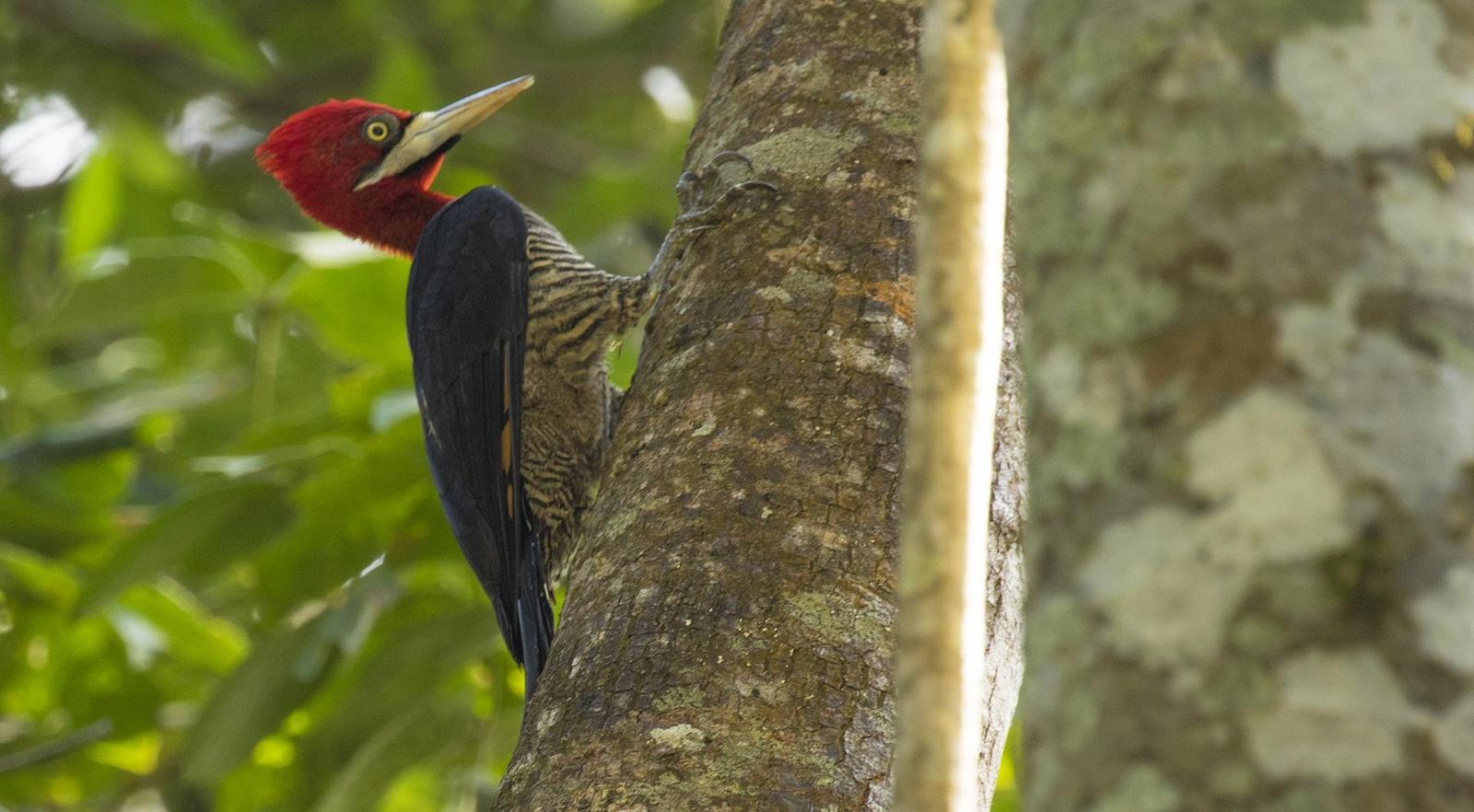 Robust Woodpecker Photo by José mauro Costa monteiro