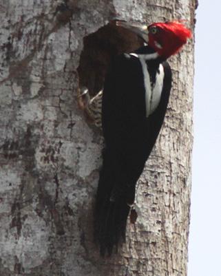 Crimson-crested Woodpecker Photo by Pornpat Nikamanon