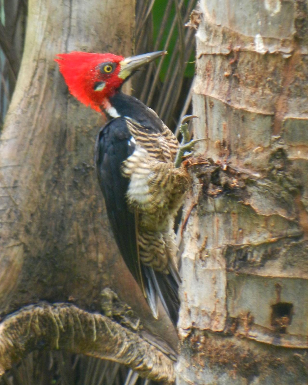 Crimson-crested Woodpecker Photo by Jenn Sinasac