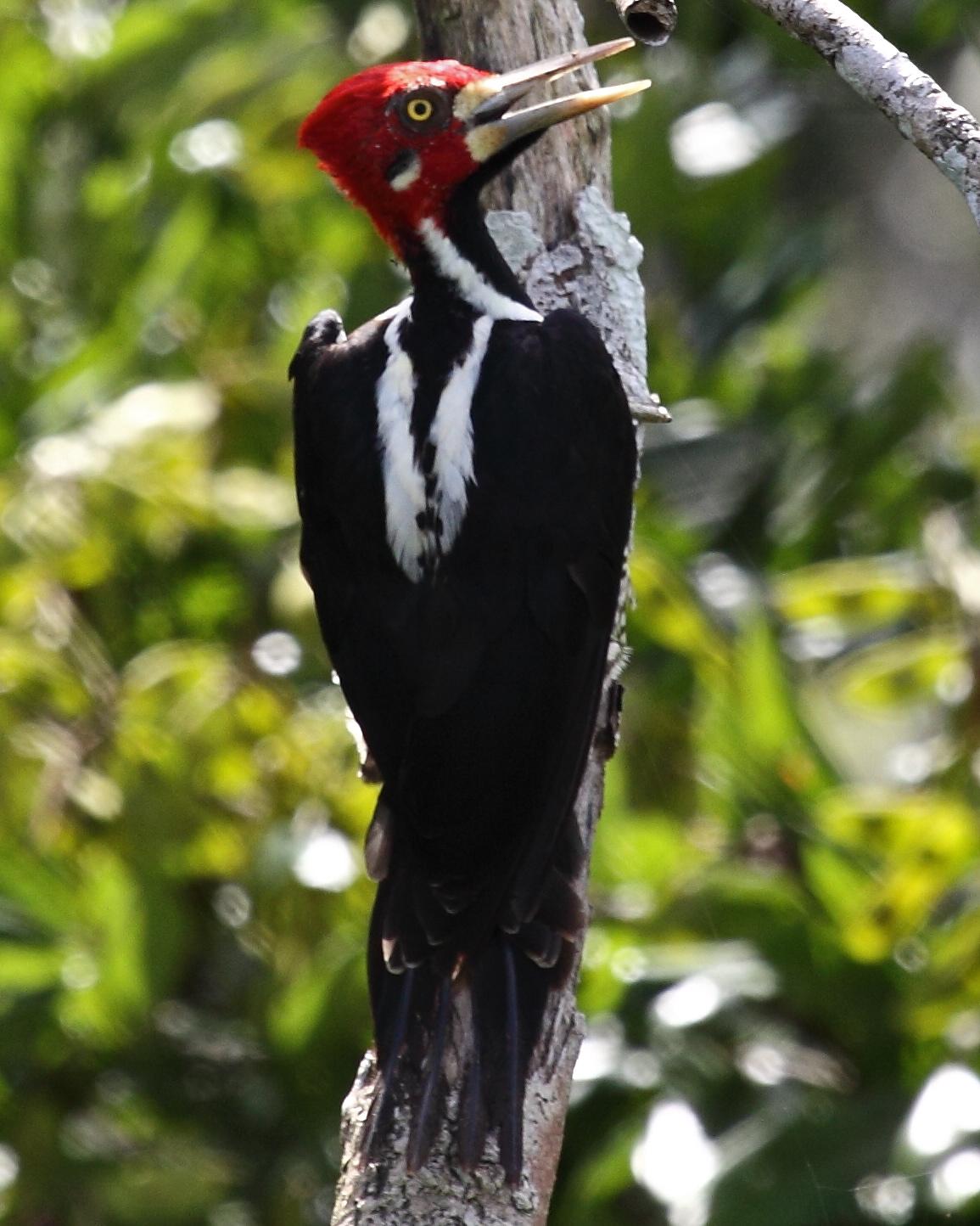 Crimson-crested Woodpecker Photo by Jarol Fernando Vaca