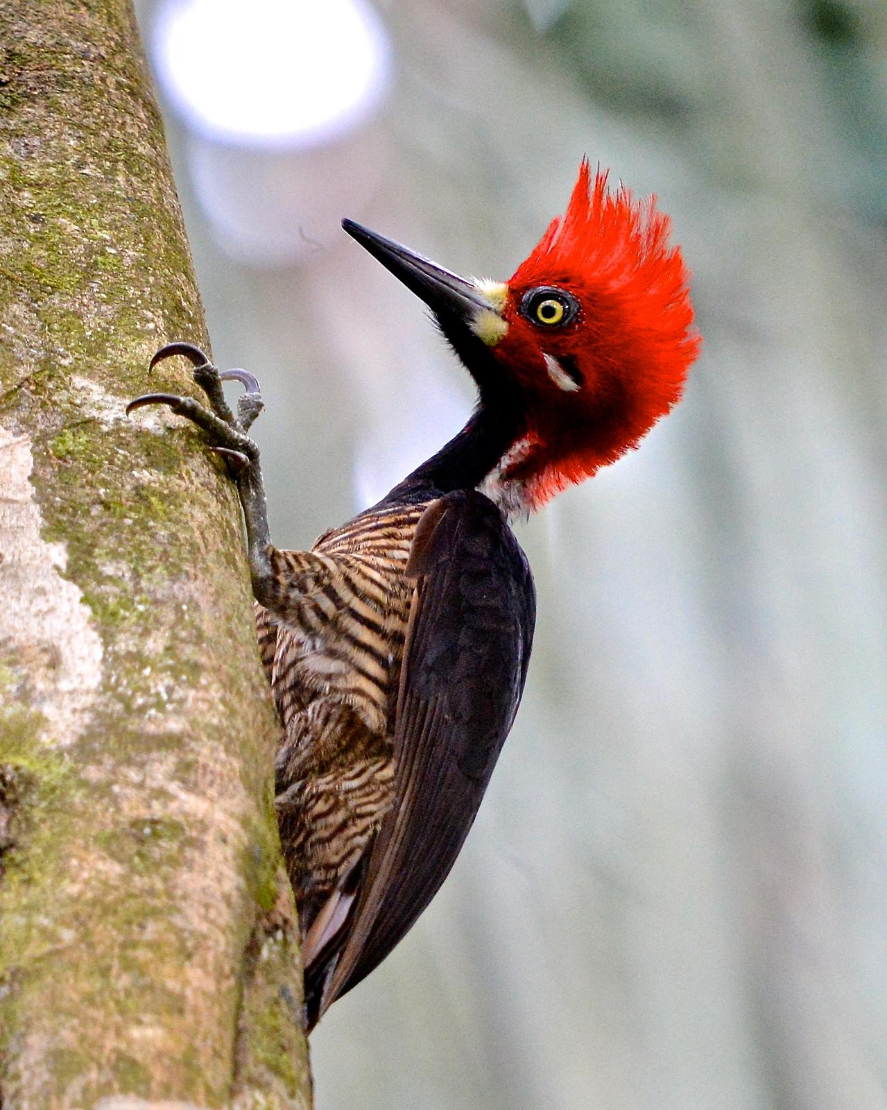 Crimson-crested Woodpecker Photo by Gerald Friesen