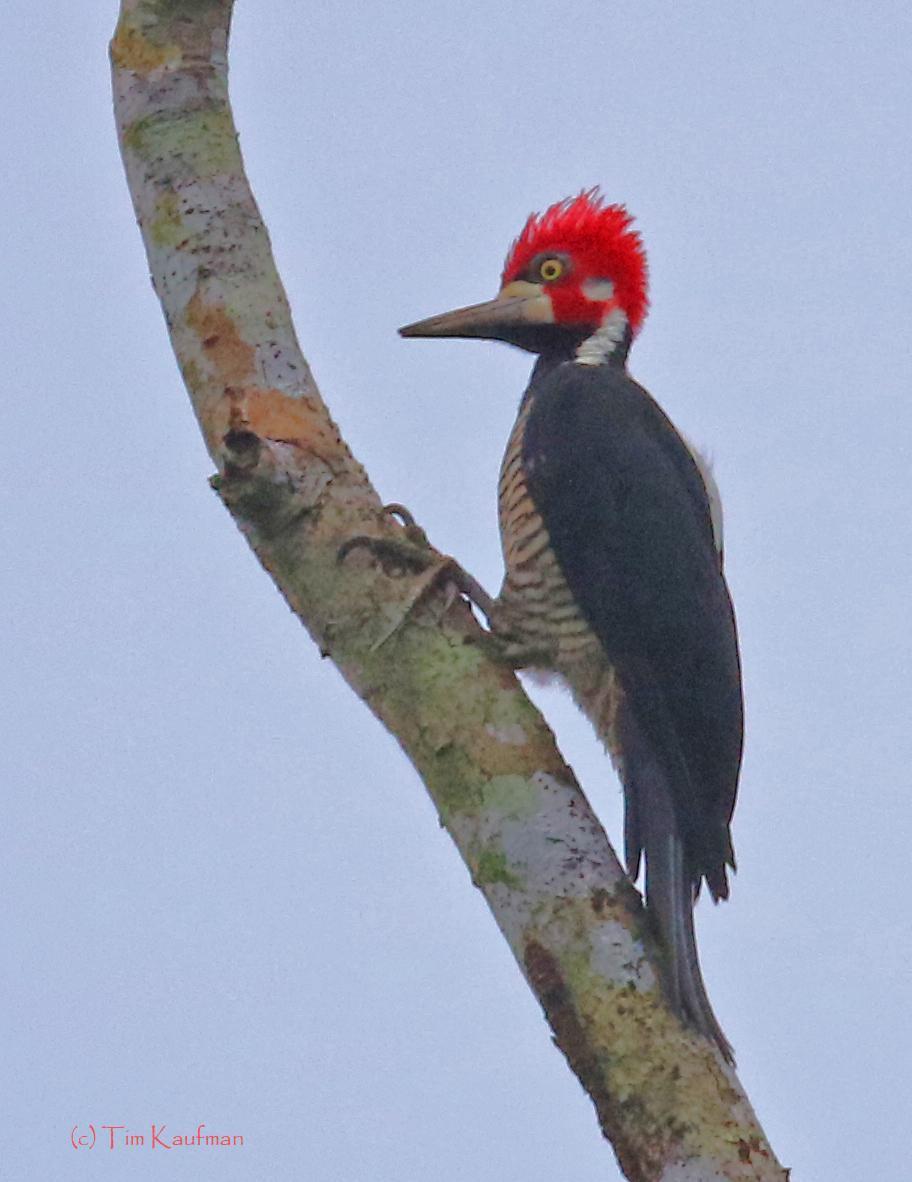 Crimson-crested Woodpecker Photo by Tim Kaufman