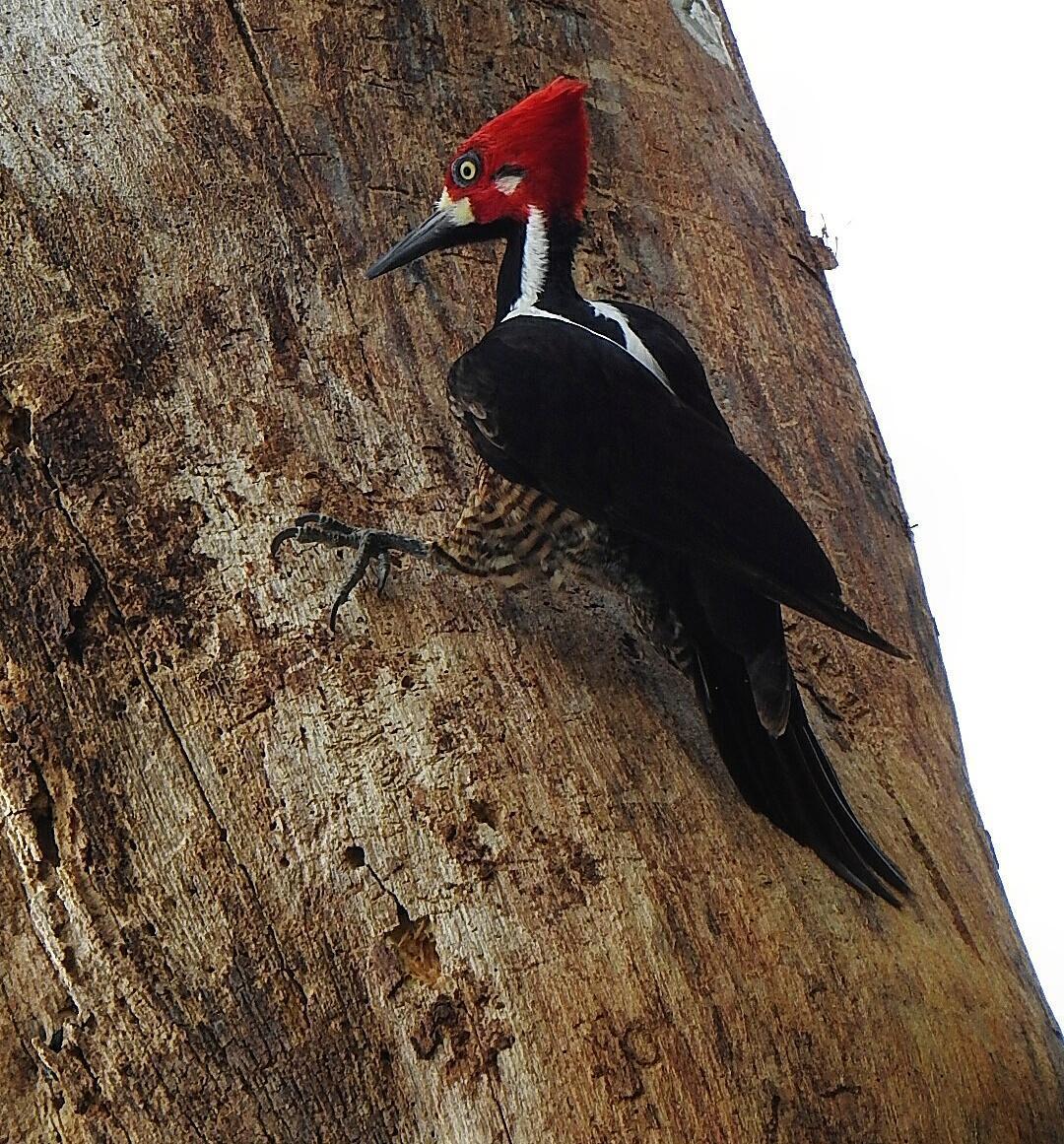 Crimson-crested Woodpecker Photo by Julio Delgado