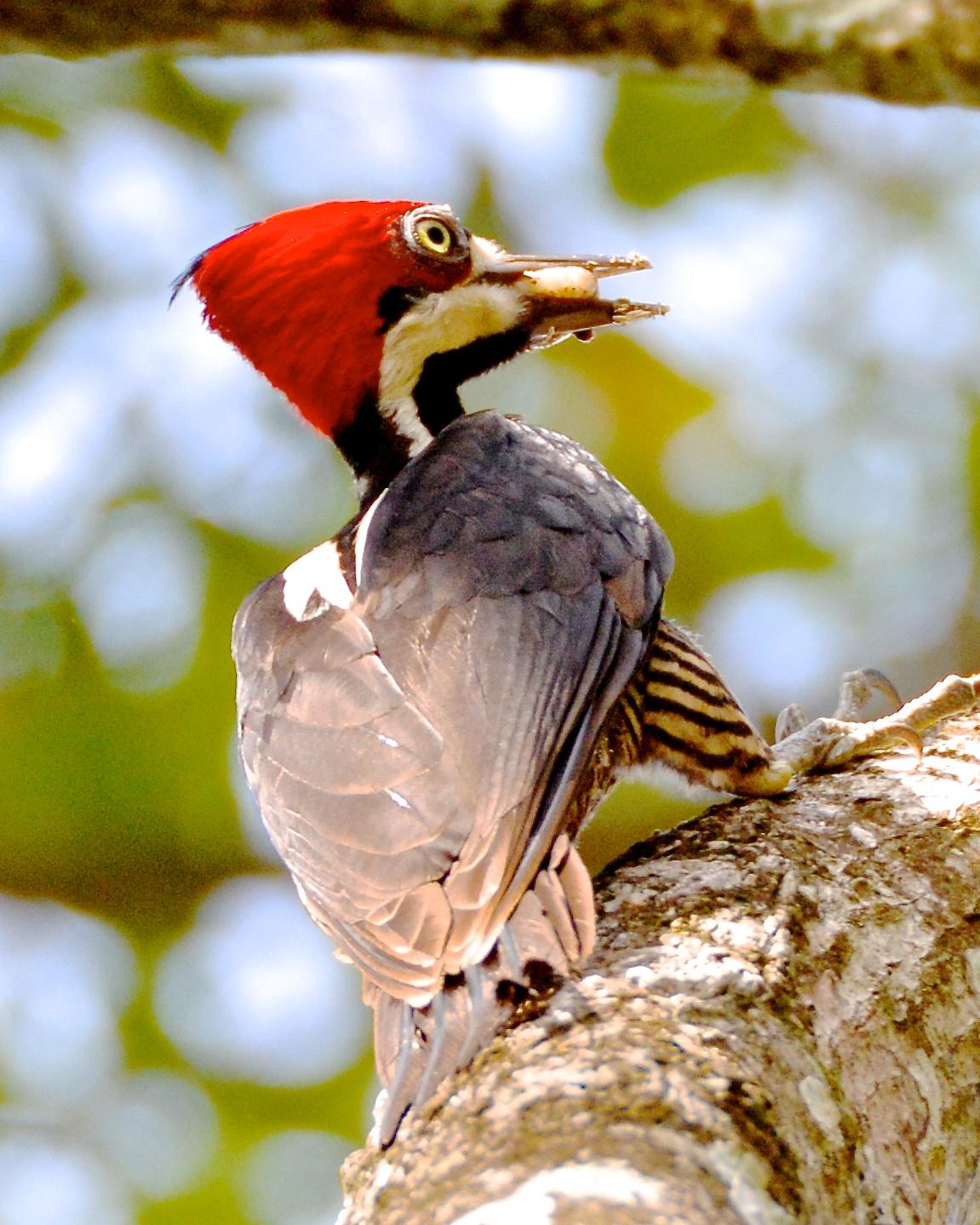 Crimson-crested Woodpecker Photo by Gerald Friesen