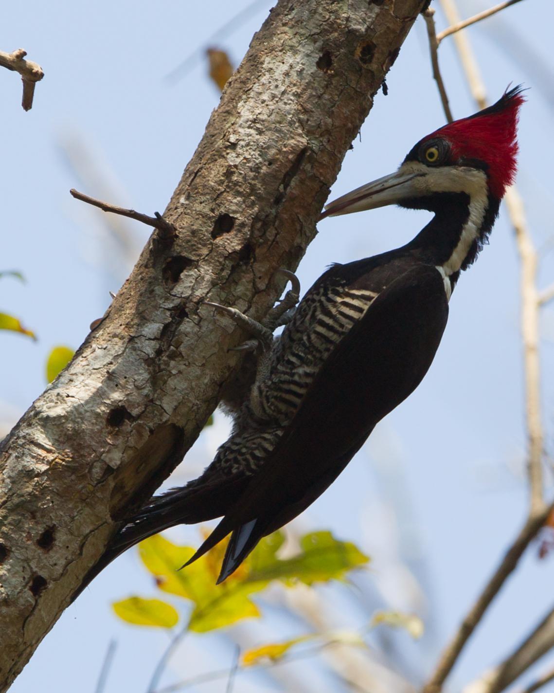 Crimson-crested Woodpecker Photo by Kevin Berkoff