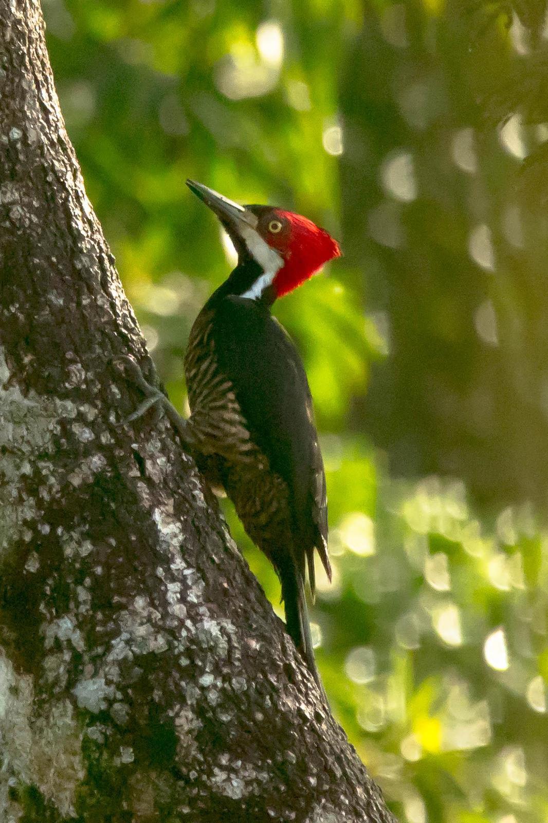 Crimson-crested Woodpecker Photo by Denis Rivard