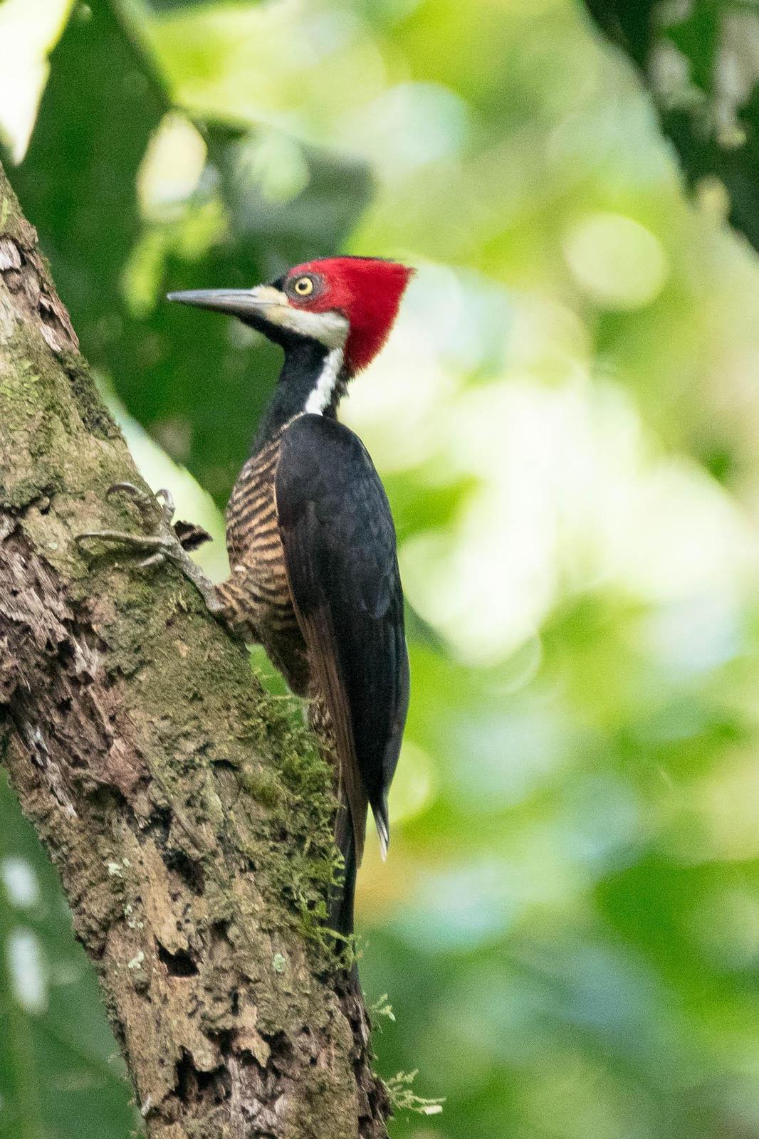 Crimson-crested Woodpecker Photo by Denis Rivard