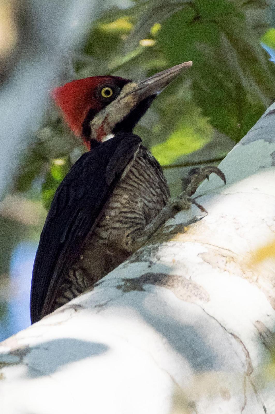 Crimson-crested Woodpecker Photo by Phil Kahler