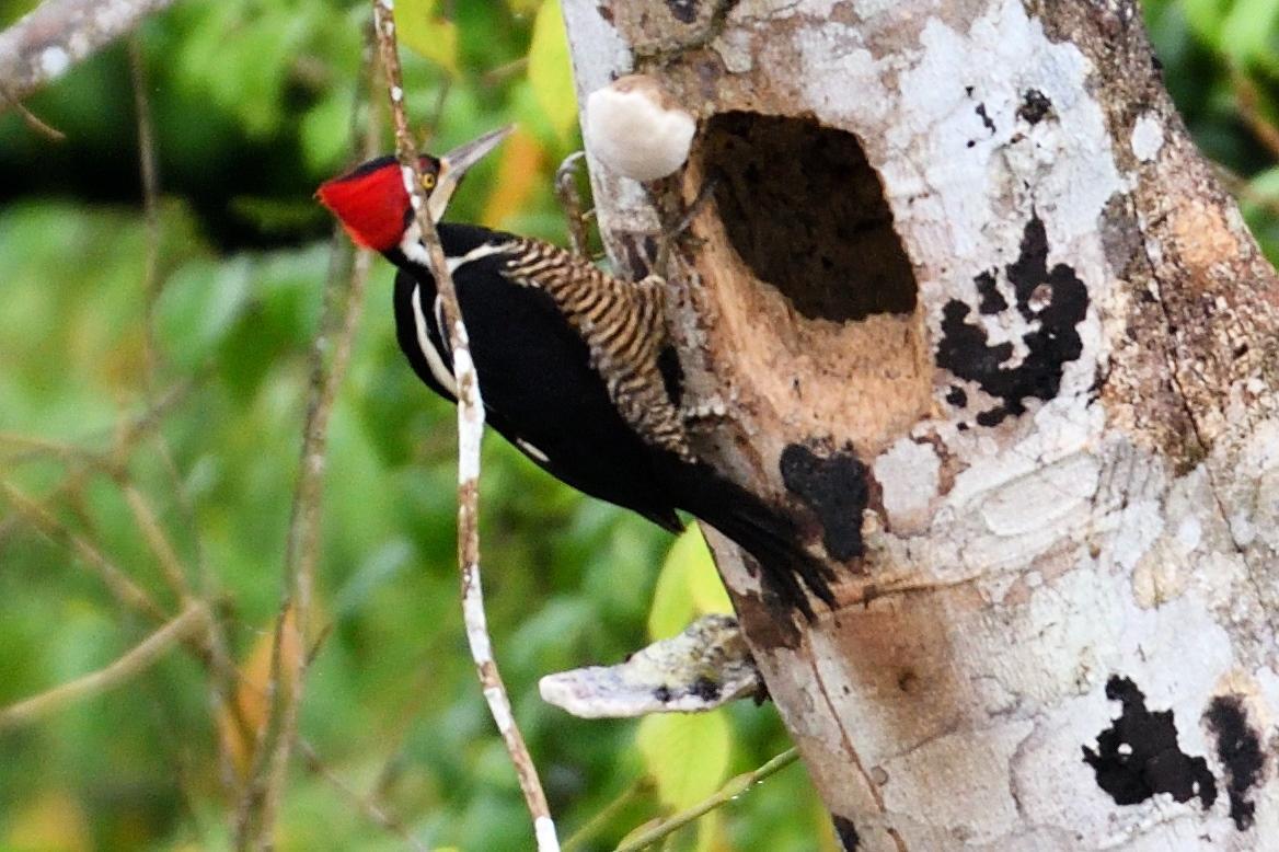 Crimson-crested Woodpecker Photo by Ann Doty