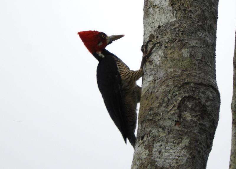 Crimson-crested Woodpecker Photo by Jeff Harding