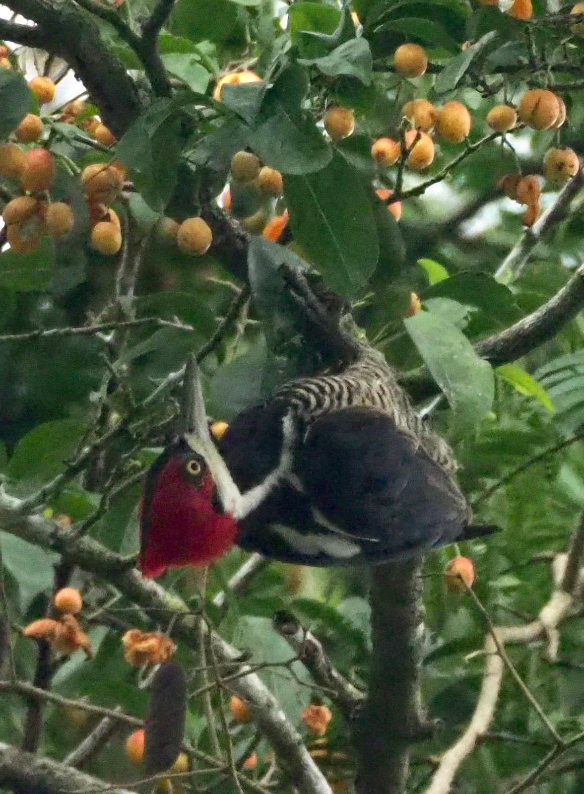 Crimson-crested Woodpecker Photo by Susan Leverton