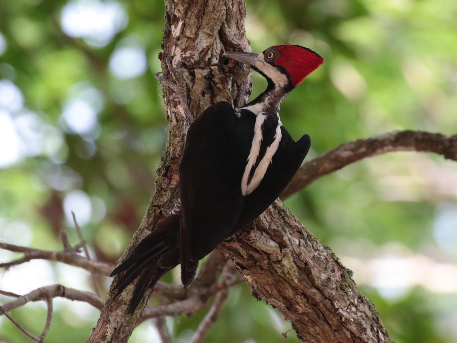 Crimson-crested Woodpecker Photo by Karin Kirchhoff