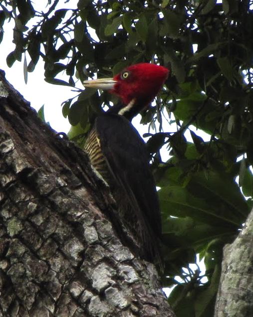 Pale-billed Woodpecker Photo by John van Dort