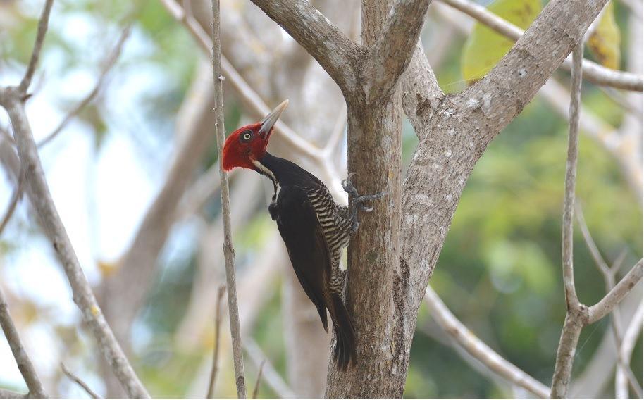 Pale-billed Woodpecker Photo by Gustavo Fernandez