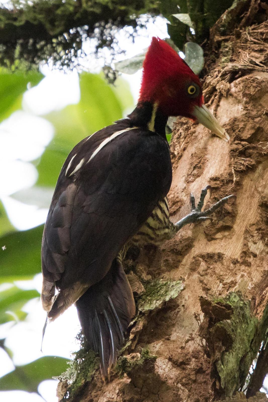Pale-billed Woodpecker Photo by Ashley Bradford