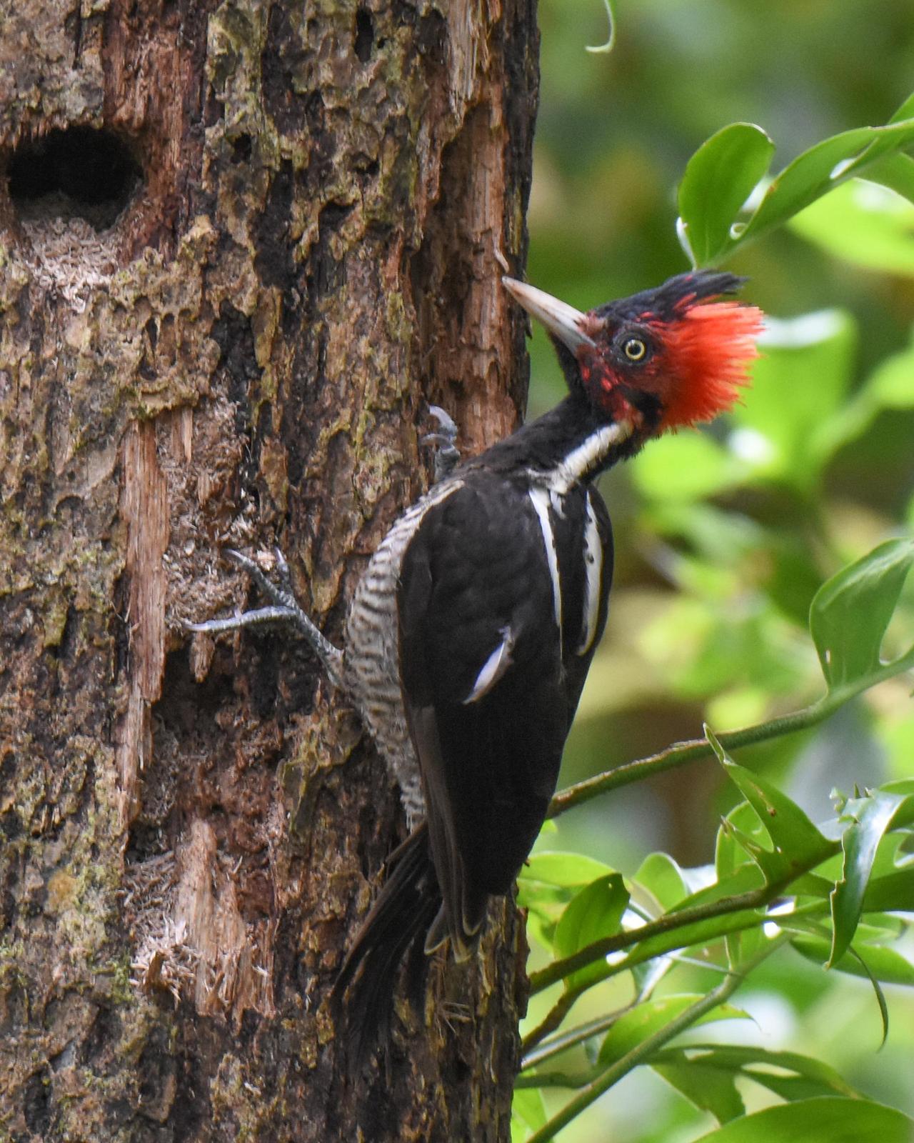 Pale-billed Woodpecker Photo by Cherylyn Murphy