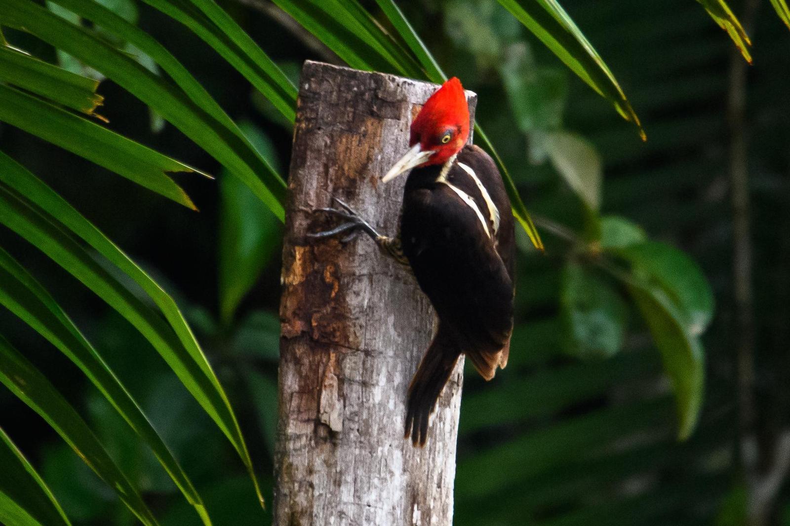 Pale-billed Woodpecker Photo by Gerald Hoekstra