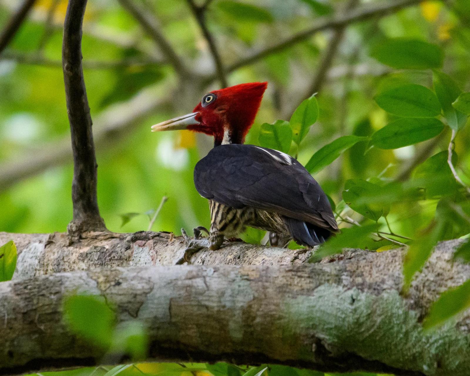 Pale-billed Woodpecker Photo by Gerald Hoekstra