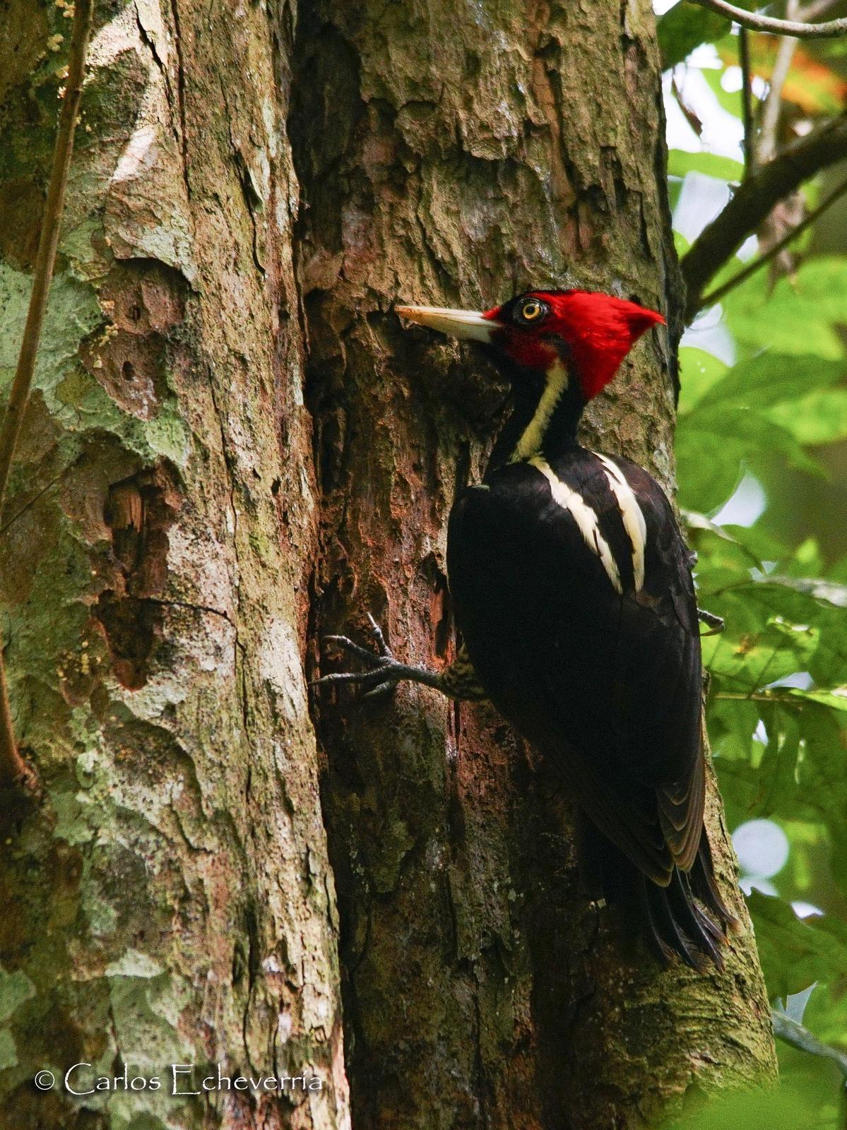 Pale-billed Woodpecker Photo by Carlos Echeverría
