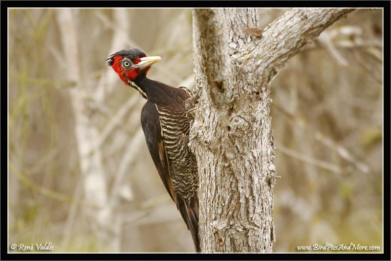 Pale-billed Woodpecker Photo by Rene Valdes