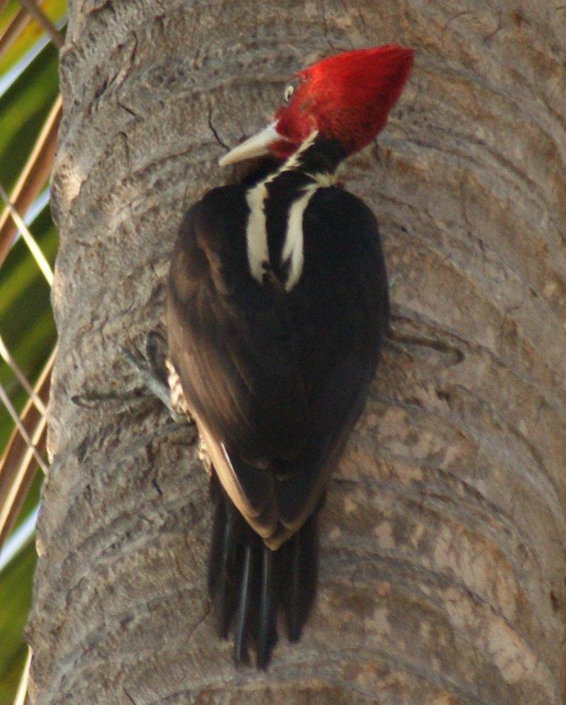 Pale-billed Woodpecker Photo by Robin Oxley
