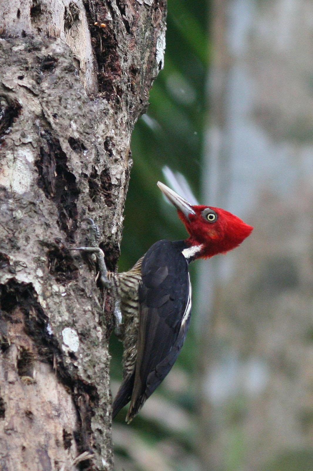 Pale-billed Woodpecker Photo by David Sarkozi