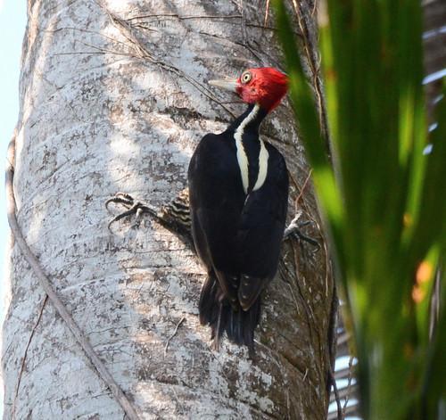 Pale-billed Woodpecker Photo by Donald Loarie
