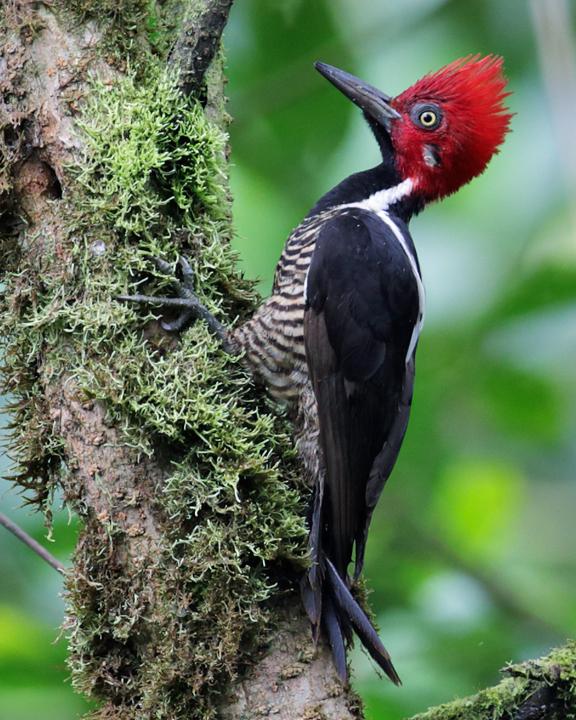 Guayaquil Woodpecker Photo by Nick Athanas