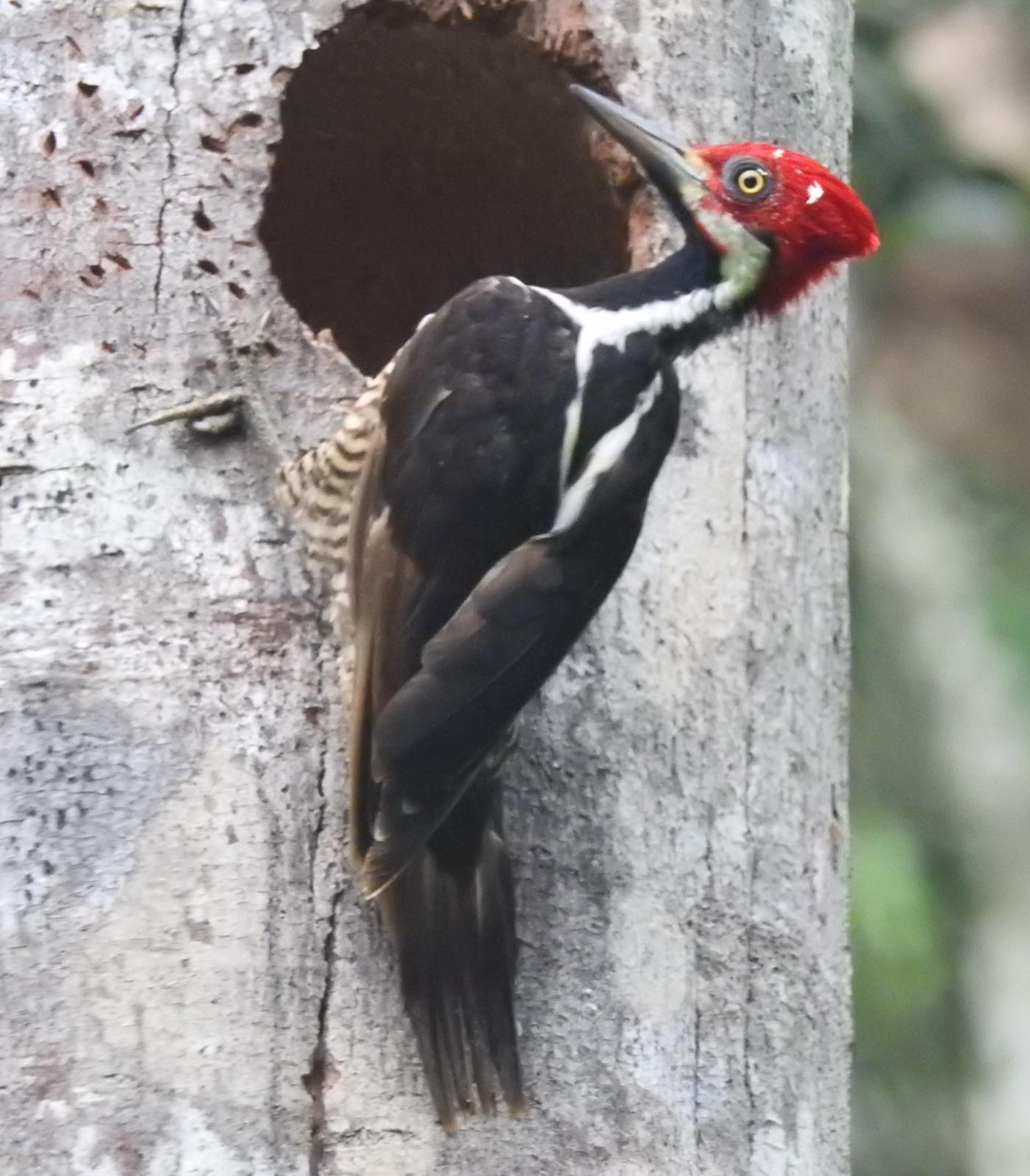 Guayaquil Woodpecker Photo by John Licharson