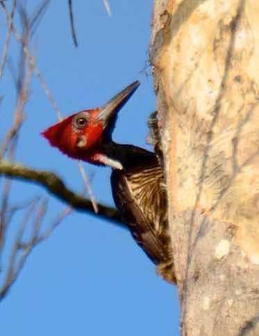 Guayaquil Woodpecker Photo by Andrew Pittman