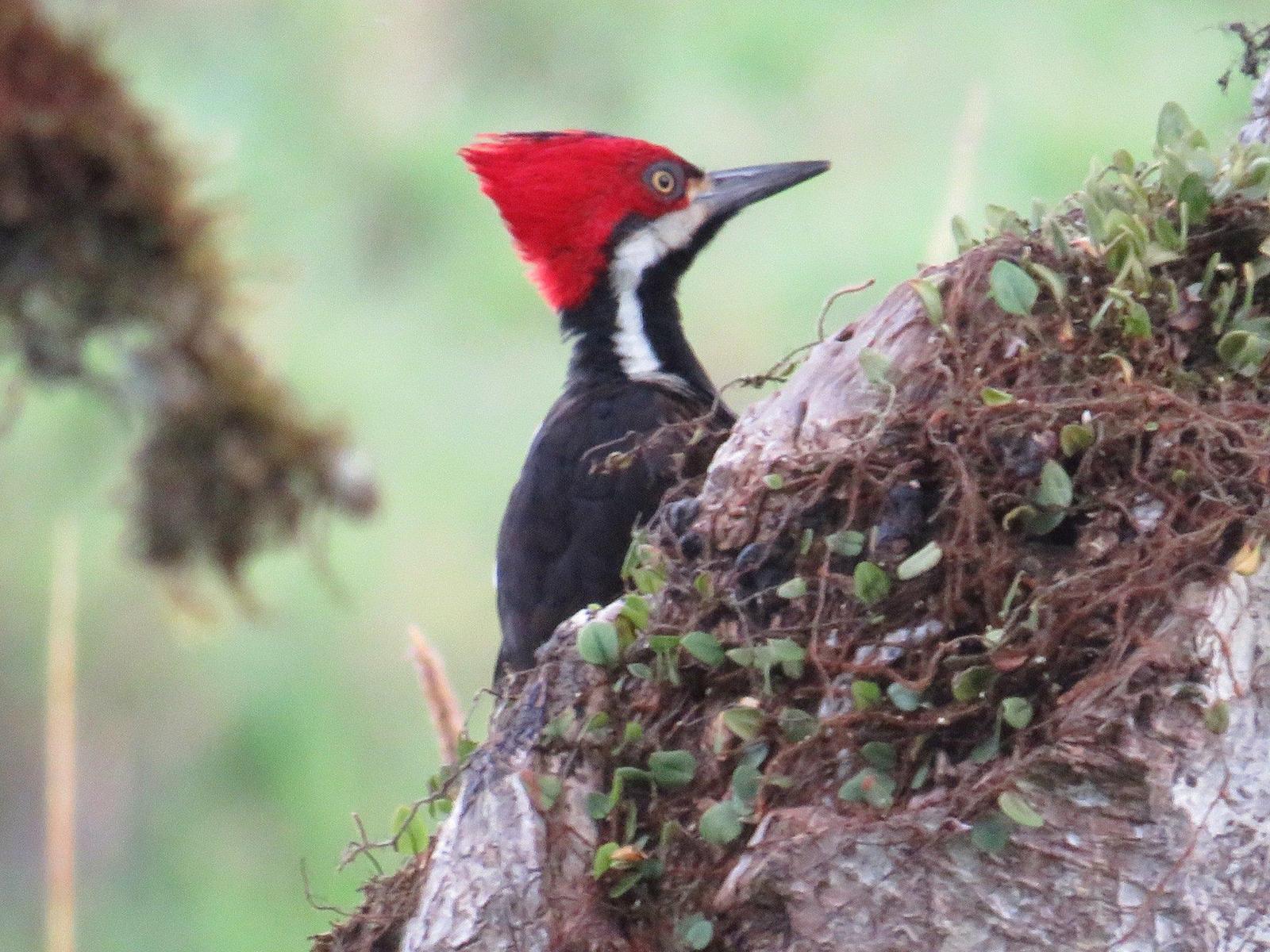 Guayaquil Woodpecker Photo by Jeff Harding